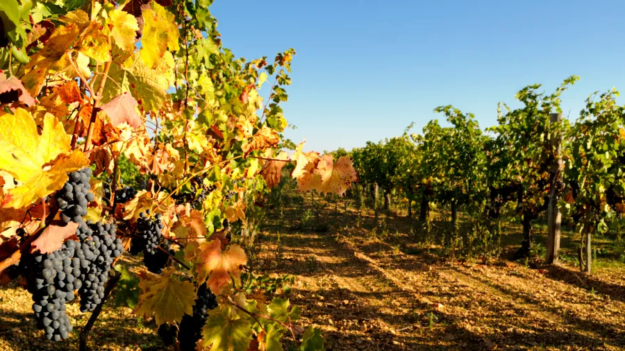 Cognac - Lise Baccara