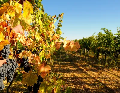 Vignoble charentais, Cognac Lise Baccara, savoir-faire et tradition