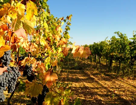 Vineyards of Cognac Lise Baccara in Charente-Maritime, where grapes for French Cognac are grown