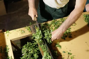 Blackthorn leaves used in Troussepinète French aperitif production in Vendée countryside